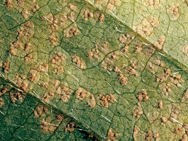 The first symptoms of soybean rust caused by Phakopsora pachyrhizi begin as very small brown or brick-red spots on leaves. (DTN file photo) 